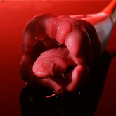 Roza Lip Nibble Suĉa Klitora Stimulilo Vibrilo